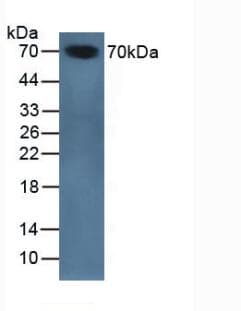 SERPINA10 / PZI Antibody (aa22-448)
