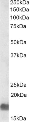 IHC-plus™ EDF1 / MBF1 Antibody (aa49-63)