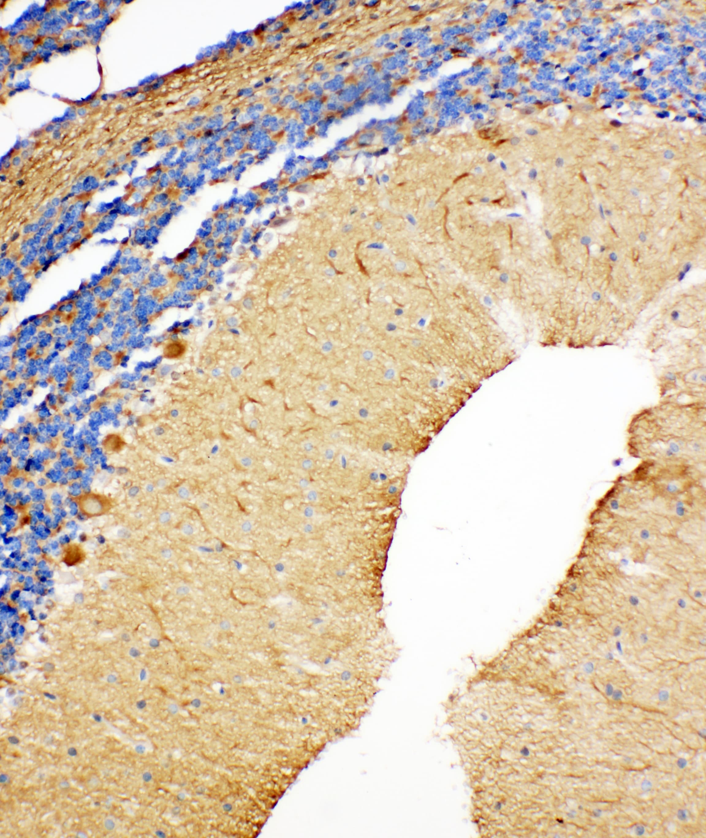 NME2 Antibody (aa137-152)