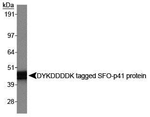 DYKDDDDK Tag Antibody (N-Terminus, clone L5, DY650)