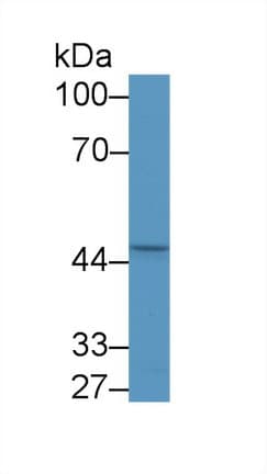 EGR2 Antibody (aa147-403, APC)