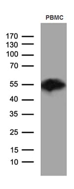 CD14 Antibody (aa20-87, clone OTI6D7)