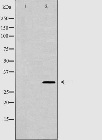 GJB3 / CX31 / Connexin 31 Antibody