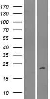 IMMP2L Protein (Over-Expression Lysate Myc-DDK (Flag))