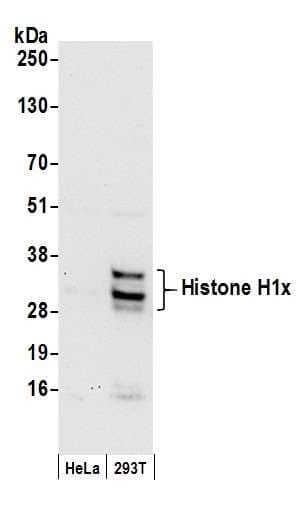 Polyclonal Rabbit anti-Human H1FX Antibody (aa163-213, WB)