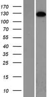 SMC5 Protein (Over-Expression Lysate Myc-DDK (Flag))