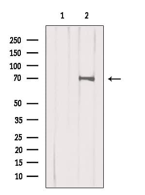 SORBS2 / ARGBP2 Antibody