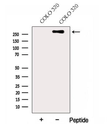 Polyclonal Rabbit anti-Human HSPG2 / Perlecan Antibody (WB)