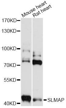 SLMAP / SLAP Antibody