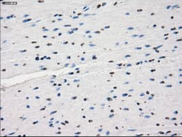KDM4C / JMJD2C Antibody (clone OTI5B9)