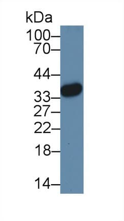 HMG20B / BRAF35 Antibody (APC)