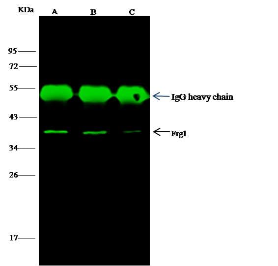 FRG1 Antibody (Preservative Free)