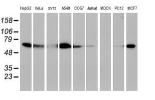EPN2 Antibody (clone OTI1C2)