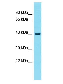 Polyclonal Rabbit anti-Human FAM131A Antibody (aa302-351, WB)