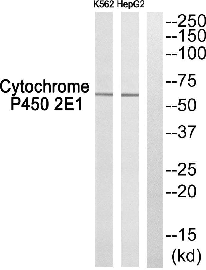 CYP2E1 Antibody