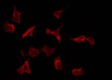 PTTG1IP / PBF Antibody