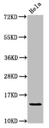 Polyclonal Rabbit anti-Human HIST1H2AI Antibody (IHC, IF, WB)