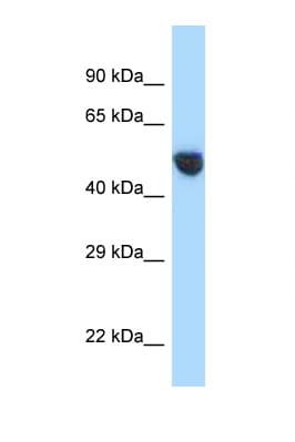 Polyclonal Rabbit anti-Human AVPR1A / V1a Receptor Antibody (aa346-395, WB)