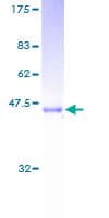 Human SARA2 / SAR1B Protein (Recombinant GST)