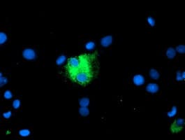 CPA1 / Carboxypeptidase A Antibody (clone OTI4F10)