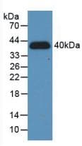 HIF1A / HIF1 Alpha Antibody (aa218-506)