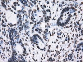 KIAA0153 / TTLL12 Antibody (clone OTI4B2)