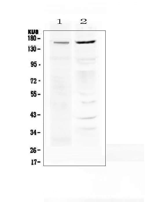 ABCB1 / MDR1 / P Glycoprotein Antibody