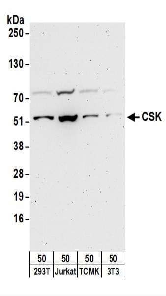 IHC-plus™ c-Src Kinase / CSK Antibody (aa400-450)