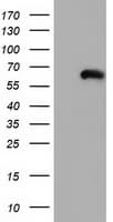 IHC-plus™ CORO1B Antibody (clone 3D10)