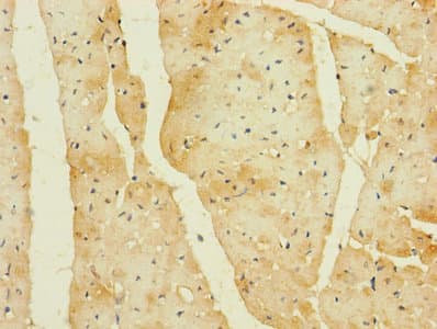 Polyclonal Rabbit anti-Human CDC42EP2 Antibody
