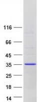 Human GS28 / GOSR1 / p28 Protein (Recombinant Myc-DDK (Flag))