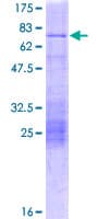 Human NEUROD2 Protein (Recombinant GST)