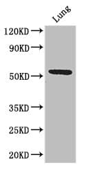 C20orf54 Antibody