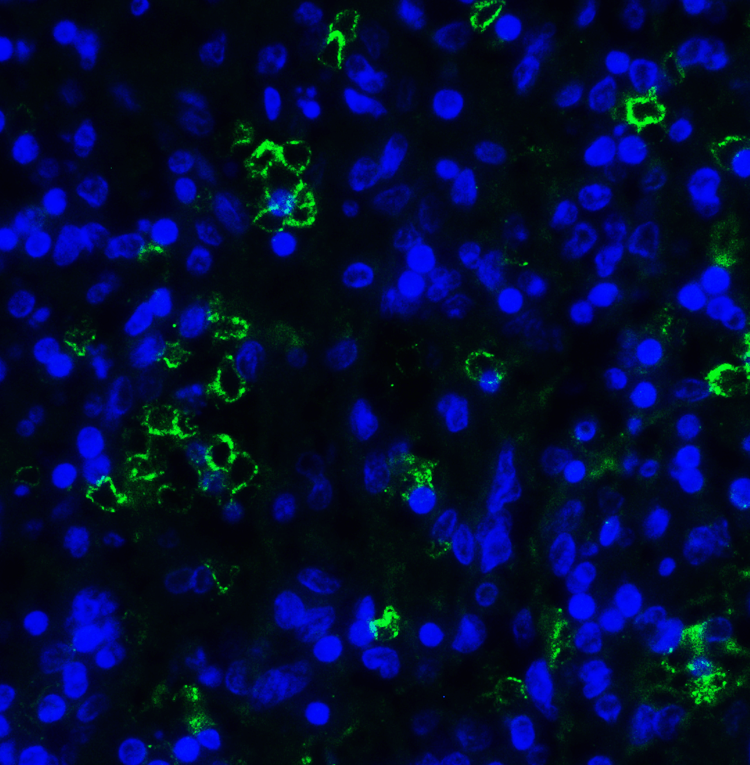 LAG3 Antibody (clone 6D1)