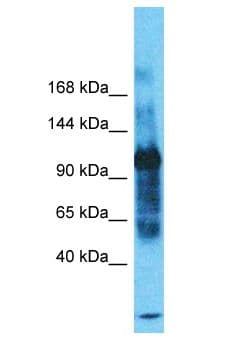 SMCR8 Antibody (aa841-890)
