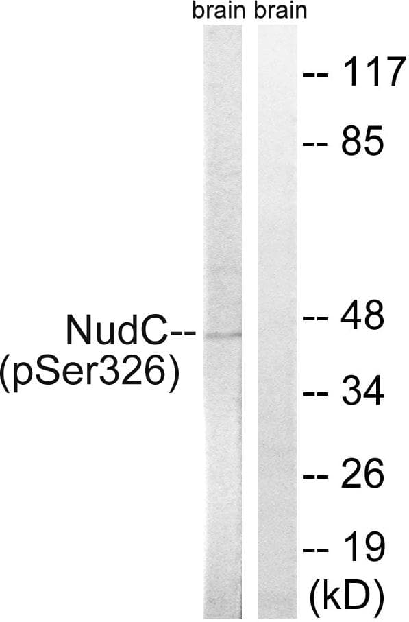 NUDC Antibody (phospho-Ser326)