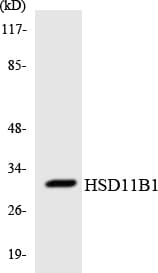 HSD11B1 / HSD11B Antibody (aa33-82)