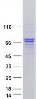 Human RNF112 / ZNF179 Protein (Recombinant Myc-DDK (Flag))