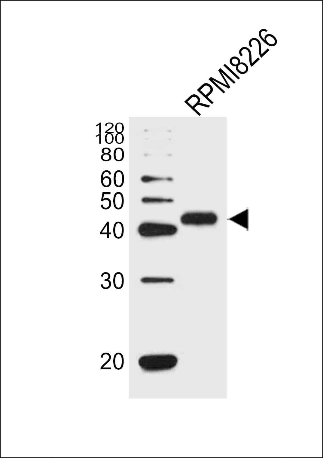 CD38 Antibody (aa241-270)