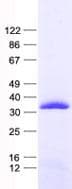 Human PGAM4 Protein (Recombinant His, N-Terminal)