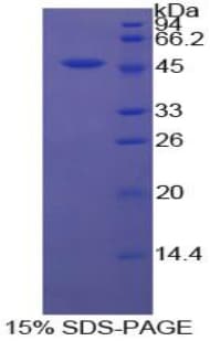 Bovine CD40L Protein (Recombinant His-GST)