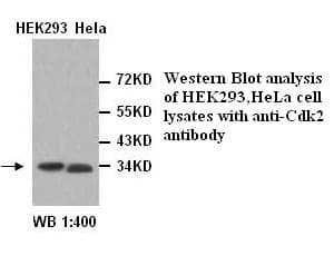 CDK2 Antibody