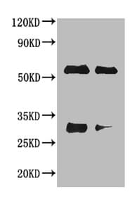 Polyclonal Rabbit Anti-Horse IgG Secondary Antibody (IHC, WB)
