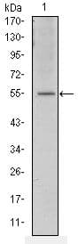 ATF2 Antibody (clone 4F12)