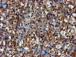 PSMA6 Antibody (clone OTI5H3)