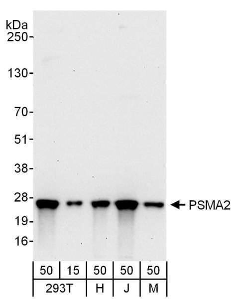 PSMA2 Antibody (aa184-234)