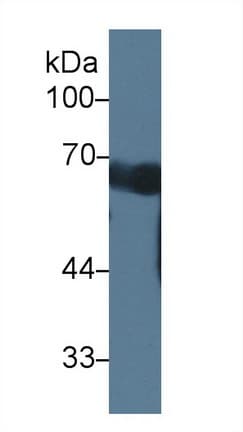 CCDC60 Antibody (aa1-186)