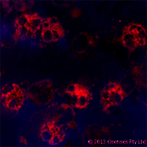 LL37 / Cathelicidin Antibody (clone OSX12)