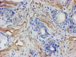 XTP4 / C17orf37 Antibody (clone OTI4D4, Carrier-free)