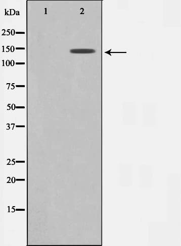 GAK Antibody